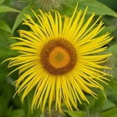 La enula (raíz de helenio)